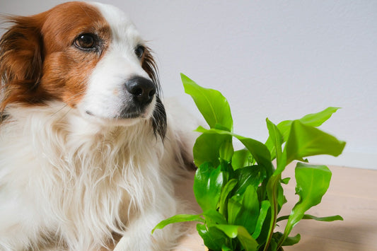 The Ultimate Guide to Choosing the Best Natural Pet Supplies for a Healthier, Happier Pet